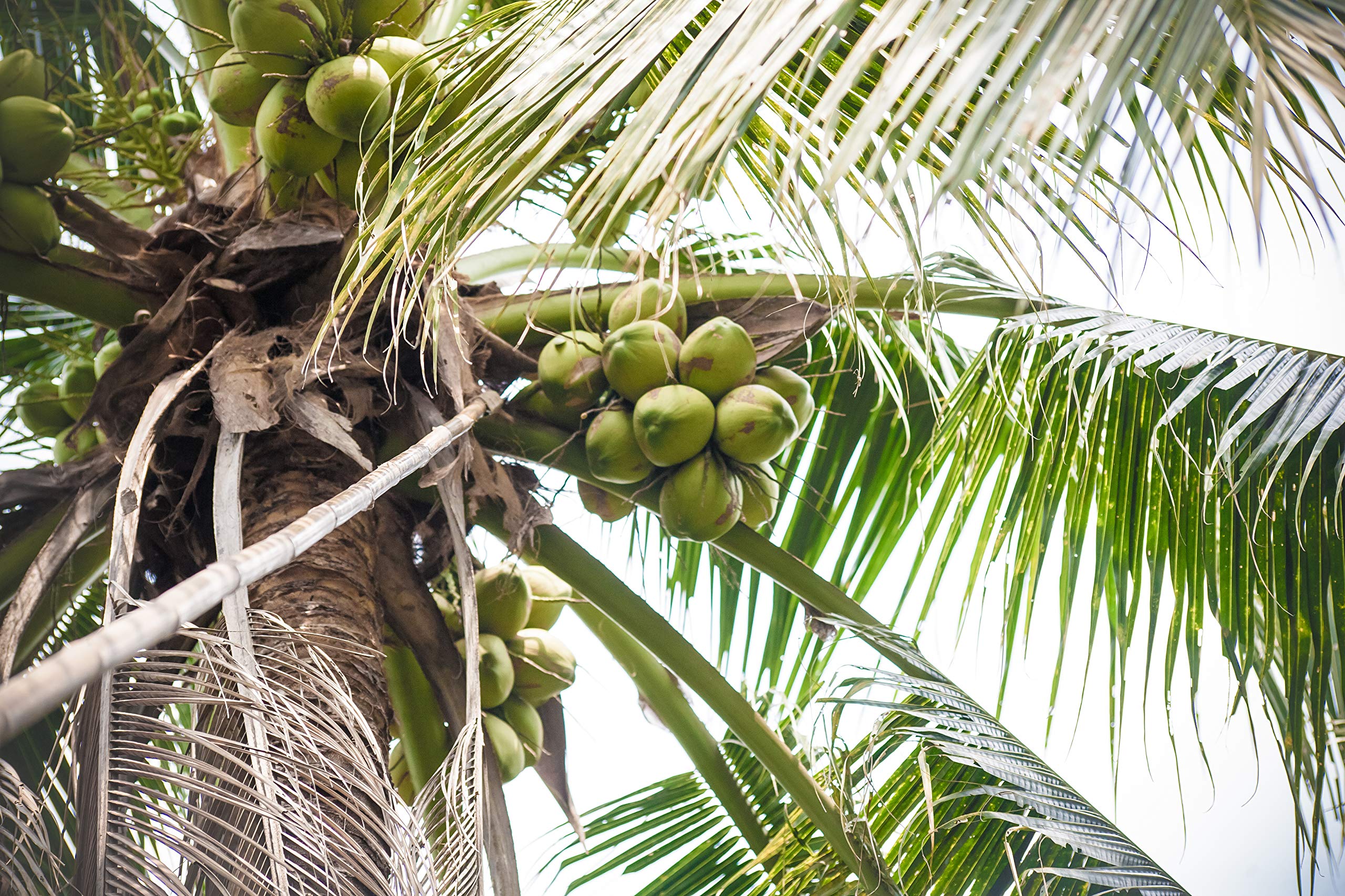Real Coconut Water '