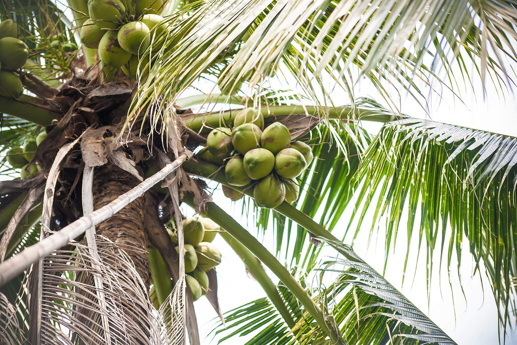 Real Coconut Water '